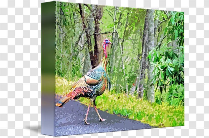 Ecosystem Fauna Domesticated Turkey Beak - Watercolor Transparent PNG