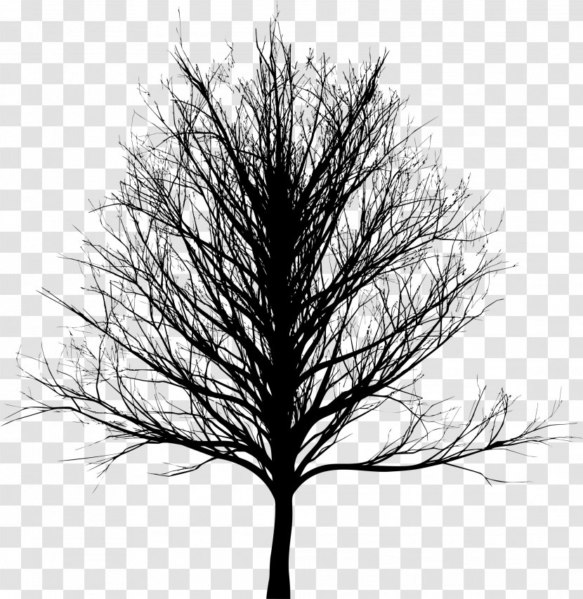 Tree Bald Cypress Oak - Twig - Silhouette Transparent PNG