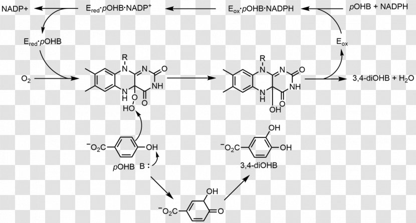 Flavin Group Adenine Dinucleotide Nicotinamide Phosphate Redox - Watercolor - Frame Transparent PNG