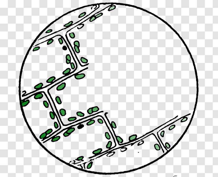 Microscope Cell Elodea Light Chloroplast - Leaf - Fig Printing Transparent PNG