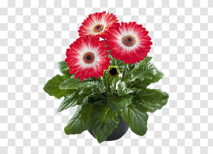 Cut Flowers Transvaal Daisy Flowerpot Floral Design - Giant Bicycles - Flower Transparent PNG