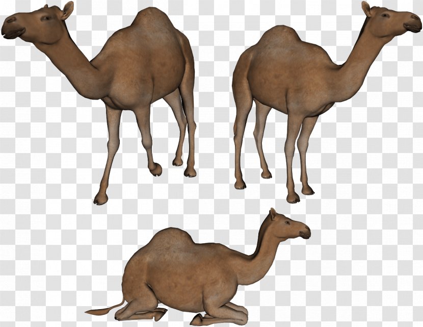 Bactrian Camel Dromedary Clip Art - Image Transparent PNG