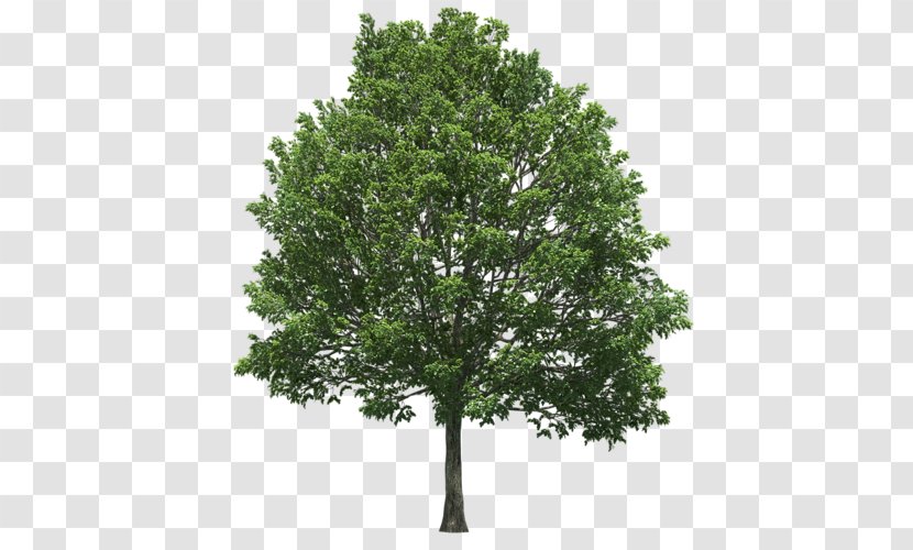 State Tree Oak Schinus Terebinthifolia Plant - Acer Campestre Transparent PNG