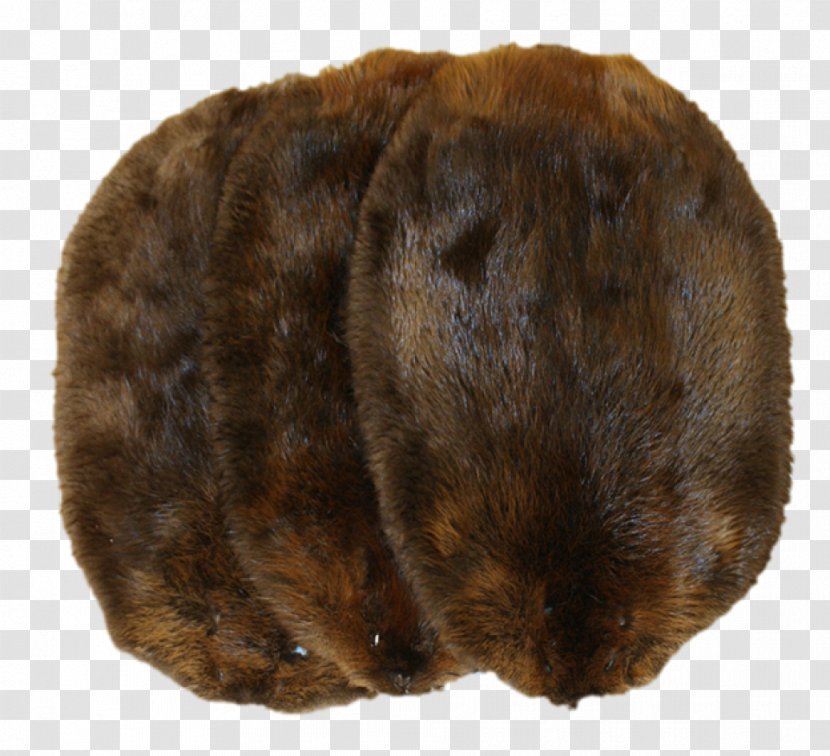 North American Beaver Muskrat Fur Trade Biberfell - Animal Transparent PNG