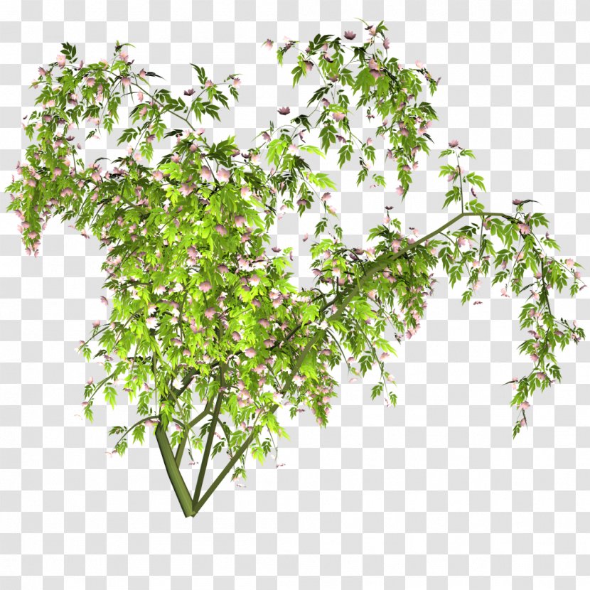 Plant - Shrub - Leaf Transparent PNG