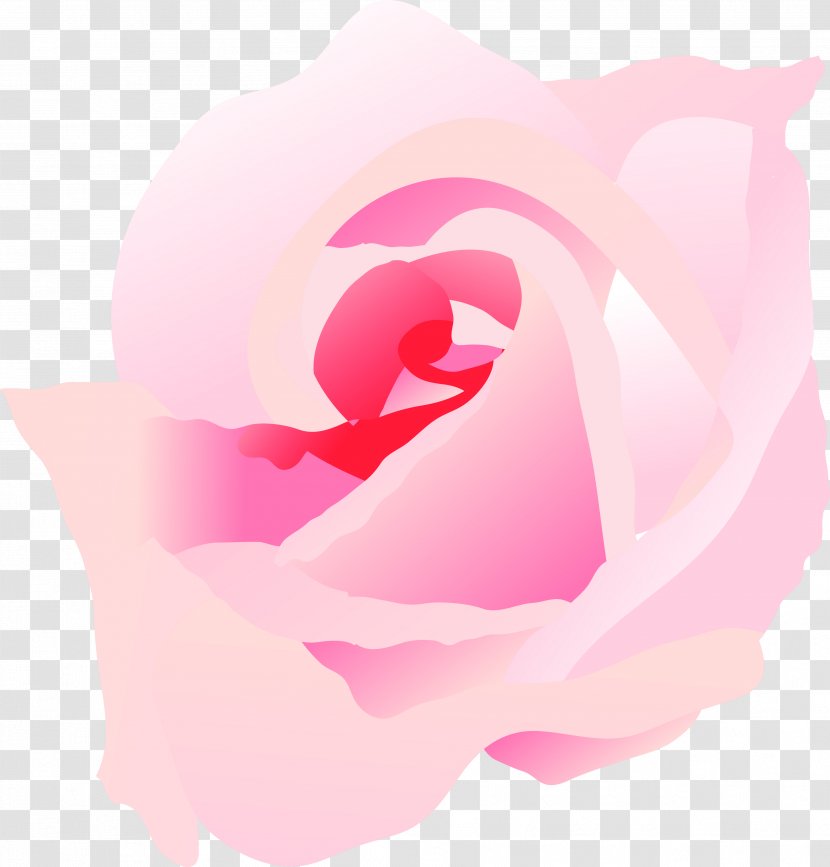 Garden Roses Desktop Wallpaper Petal Computer - Magenta - Rose Transparent PNG