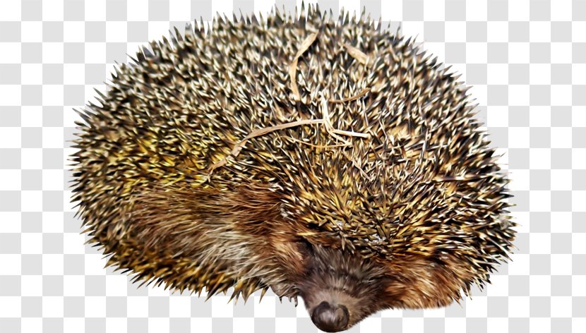 Domesticated Hedgehog Jigsaw Puzzles Echidna Porcupine - Android Transparent PNG