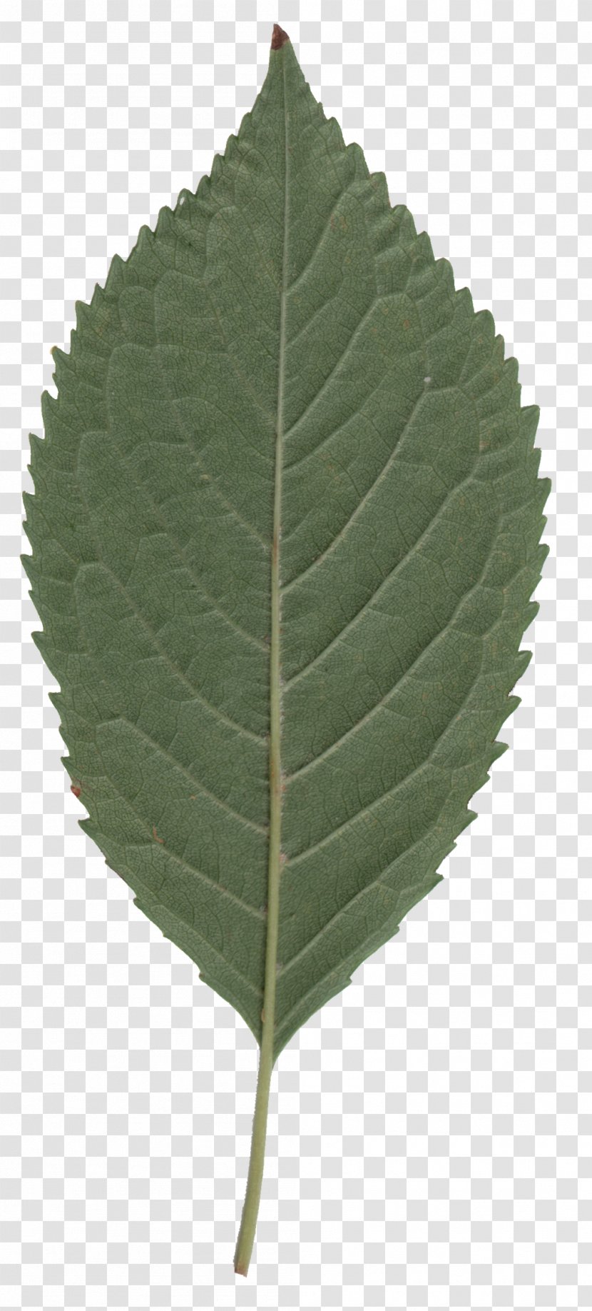 Cherry Leaf Spot Cottonwood Tree Sweet - Plant Transparent PNG
