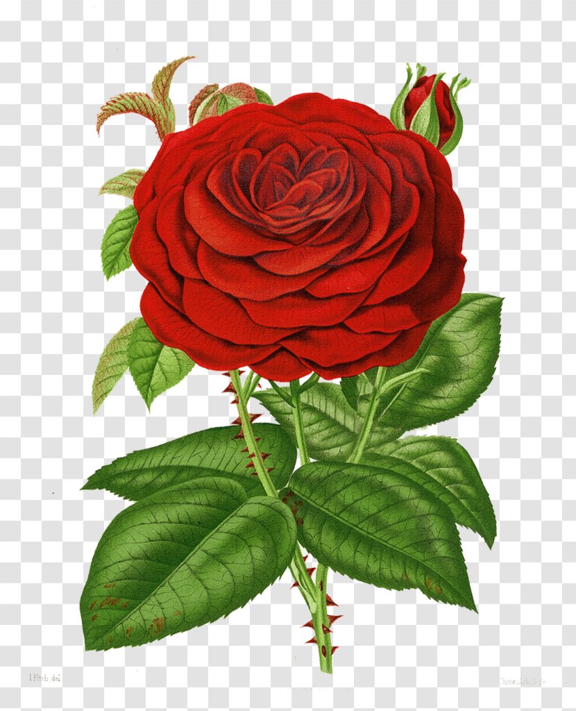 Rose Flower Clip Art - Floribunda Transparent PNG