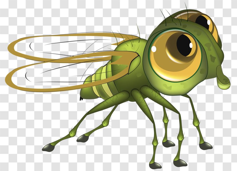 Fly Honey Bee - Cricket Like Insect Transparent PNG