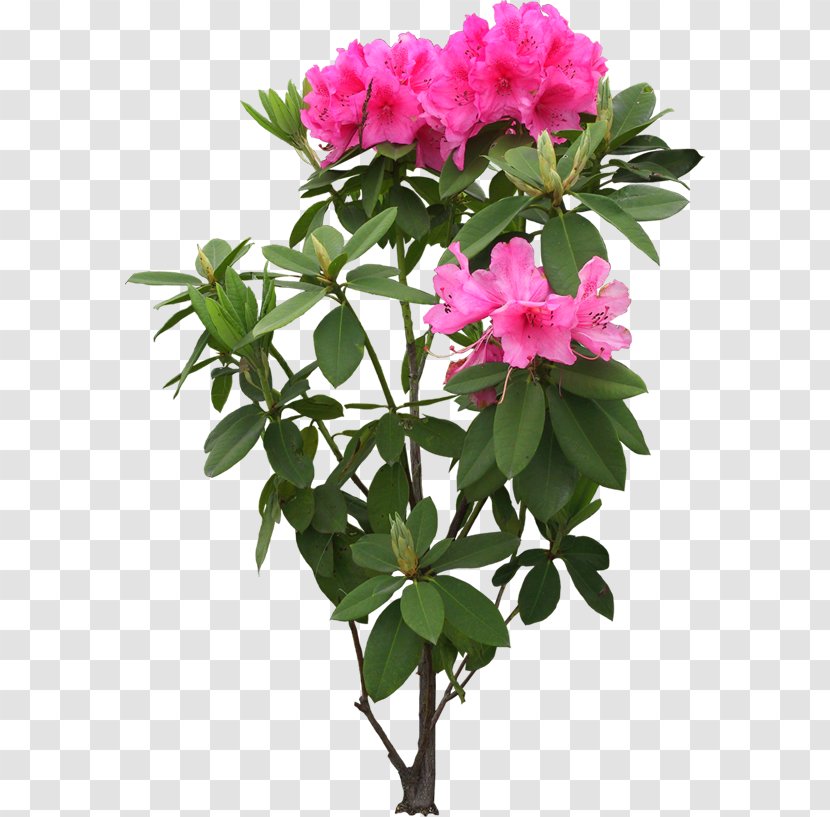 Flower - Shrub - Ifwe Transparent PNG