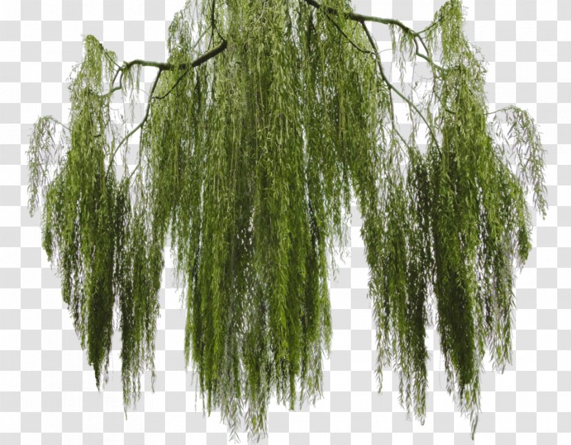 Tree Salix Matsudana Weeping Willow Branch - Plants Transparent PNG