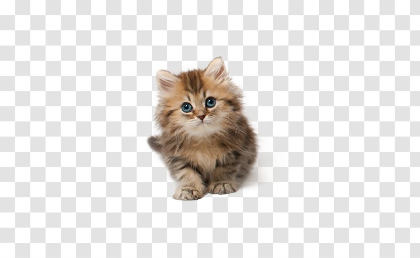 Cat Kitten Puppy Clip Art - Carnivoran - Cute Transparent PNG