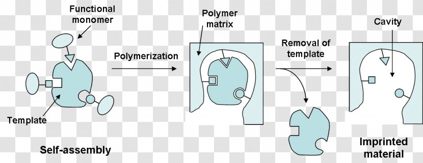 Molecularly Imprinted Polymer Molecule Molecular Imprinting Configuration - Cartoon - Heart Transparent PNG