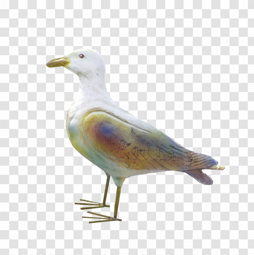 European Herring Gull Gulls Water Bird Wader - Fauna Transparent PNG