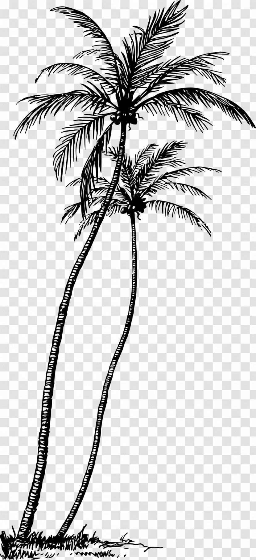 Arecaceae Tree Coconut Plant Clip Art - Flora Transparent PNG