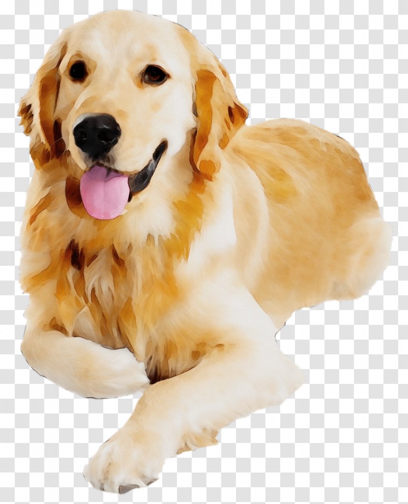 Dog Breed Golden Retriever Companion - Labrador Transparent PNG