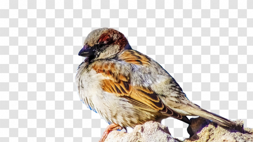 Bird Transparent PNG