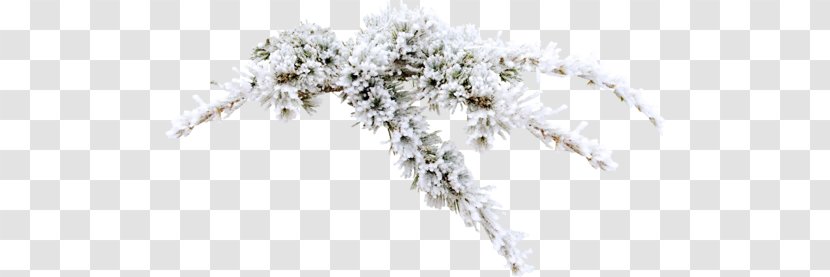 Snow Frost Winter - Black And White Transparent PNG
