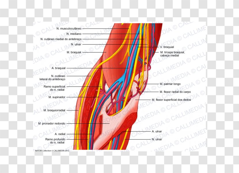 Elbow Ulnar Nerve Human Body Anatomy - Tree - Arm Transparent PNG