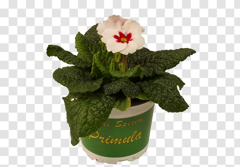 Flowerpot Cut Flowers - Flowering Plant - Redeye Gravy Transparent PNG