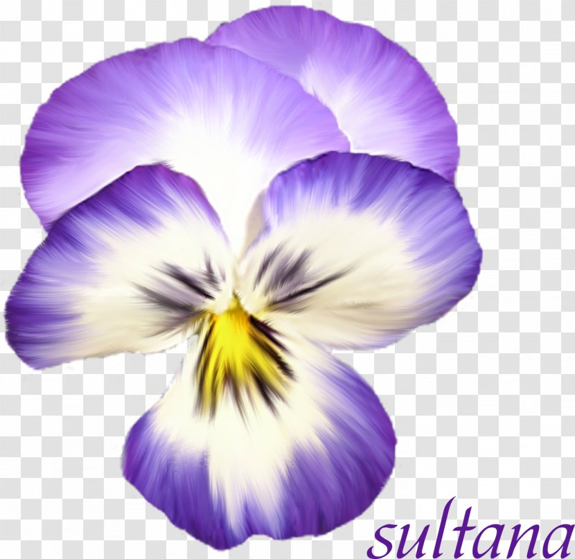 Violet Pansy Flower Bouquet - Iris Transparent PNG