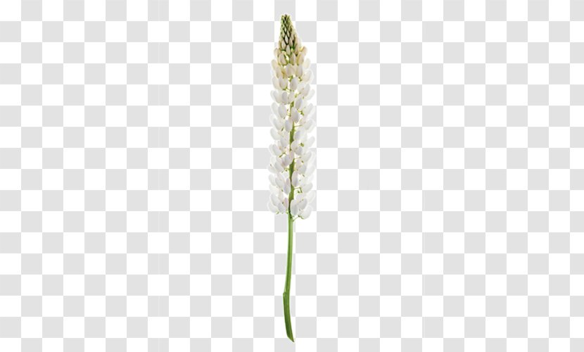 Flowering Plant Stem Lavender - Grass - Flower Transparent PNG