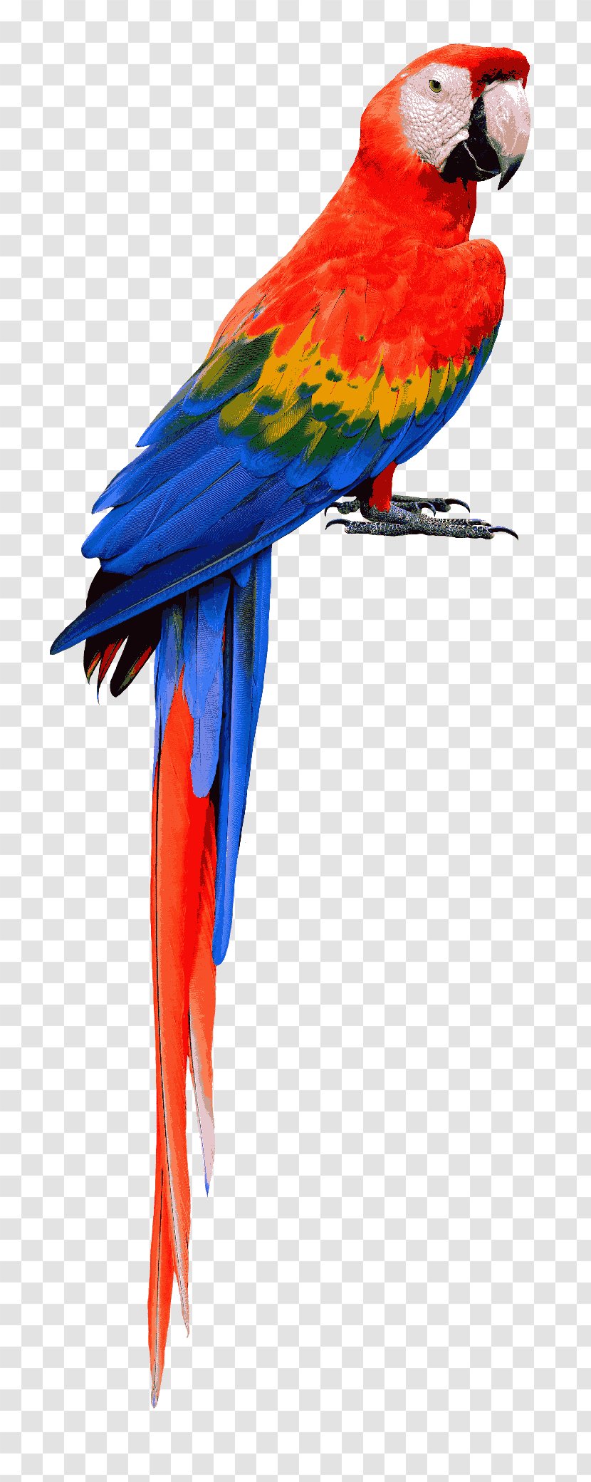 Parrot Bird Scarlet Macaw Blue-and-yellow Transparent PNG