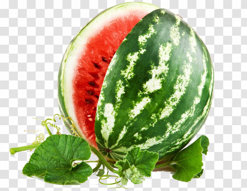 Watermelon Honeydew Cantaloupe Berry - Vine Leaves Transparent PNG