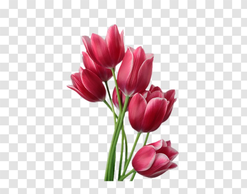 Tulip Flower Stock Photography Clip Art - Bouquet - Red Tulips Transparent PNG