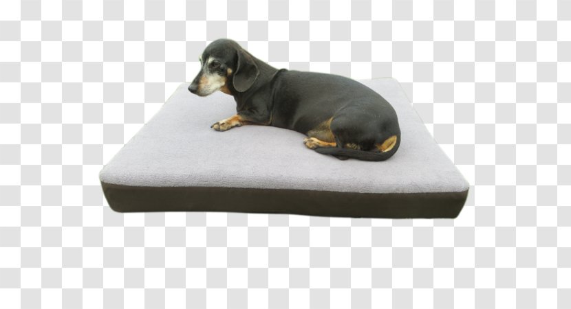 Dog Breed Dachshund Collar Bed - Anxious Harness Transparent PNG