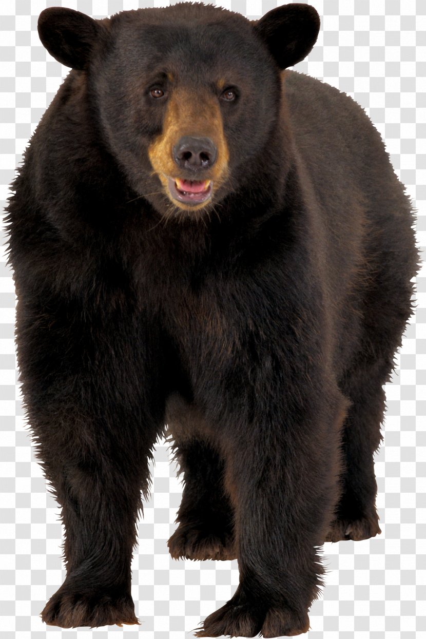 American Black Bear Polar Brown - Heart - Masha And The Transparent PNG