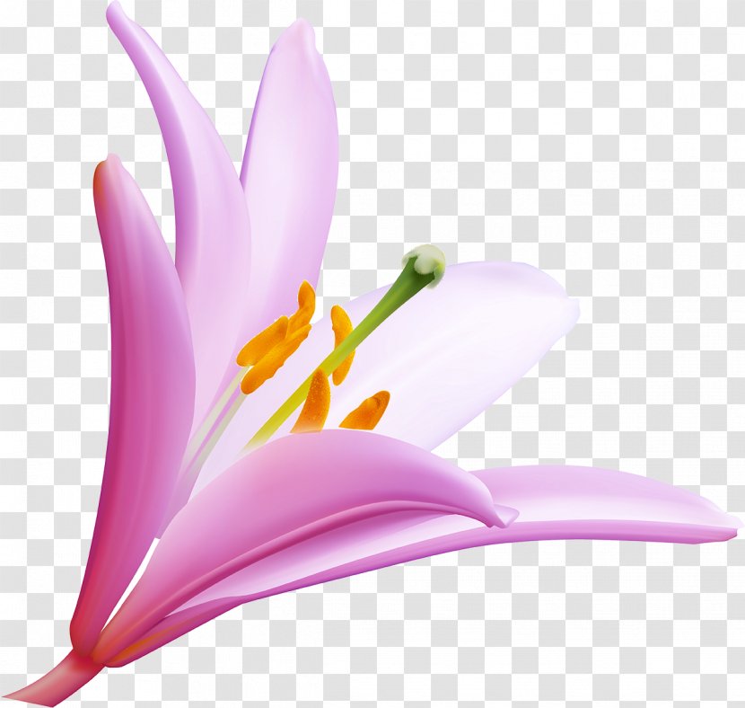 Flower Desktop Wallpaper Clip Art - Lily - Violet Transparent PNG