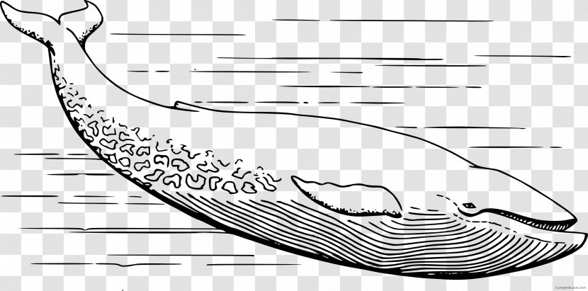 Blue Whale Cetacea Drawing Killer Clip Art - Dolphin Transparent PNG