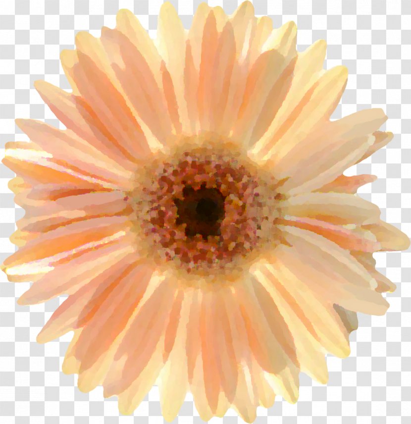 Transvaal Daisy Chrysanthemum Close-up Transparent PNG