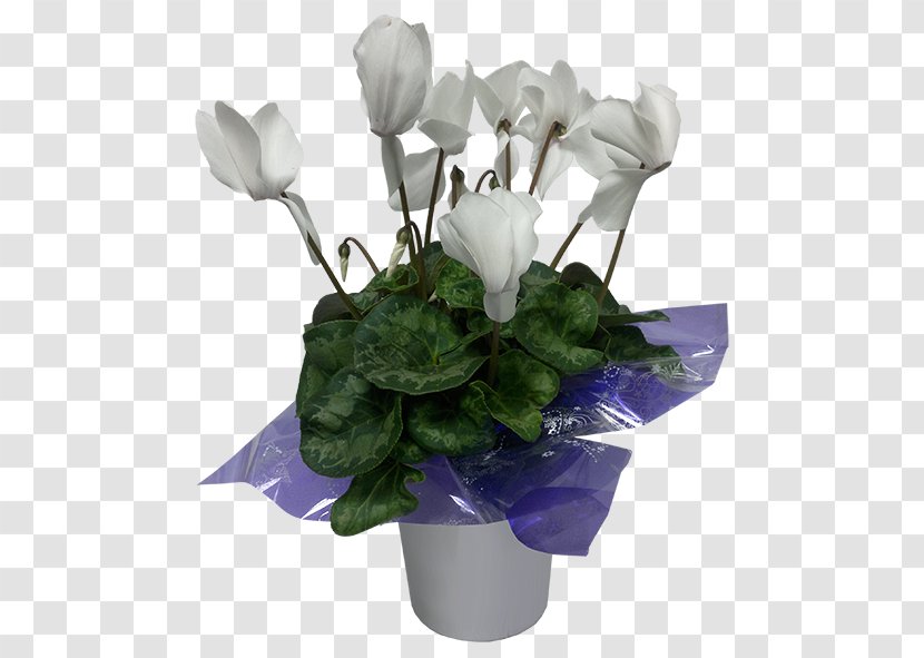 Rose Cyclamen Cut Flowers Flowerpot Plant - Petal Transparent PNG