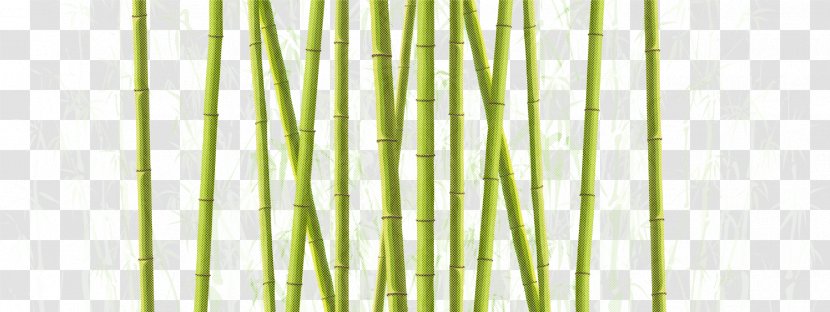 Green Plant Grass Family Stem - Bamboo - Vegetable Transparent PNG