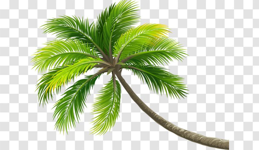 Coconut Water Palm Trees Milk Digital Cameras - Elaeis Transparent PNG