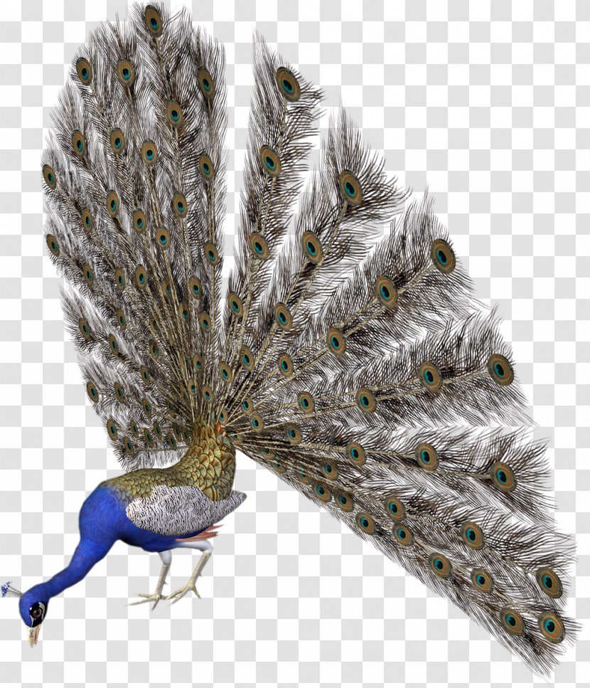 Peafowl Bird Avatar Clip Art - Blog - Peacock Transparent PNG