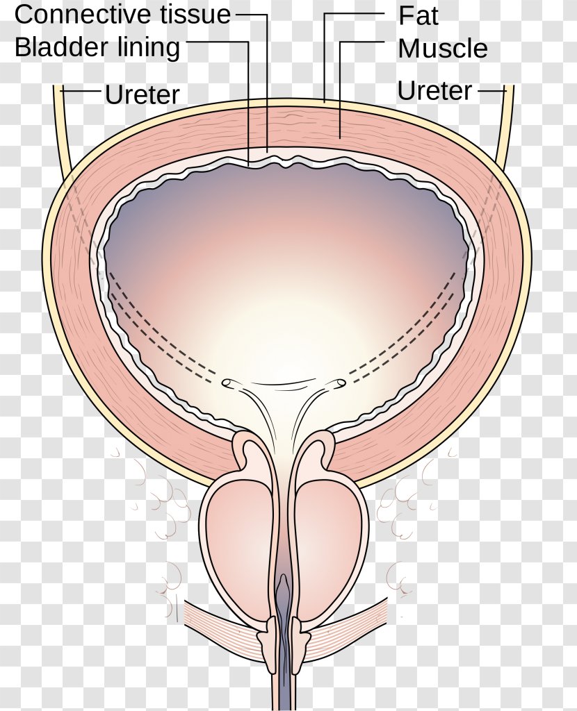 Urinary Incontinence Bladder Urination Pelvic Floor Overactive - Silhouette - Sits Transparent PNG