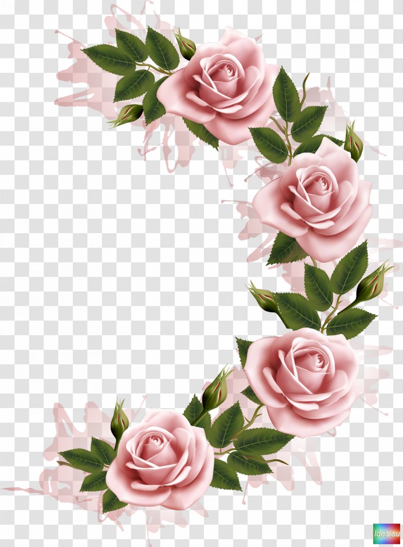 Flower Stock Photography Clip Art - Rose Family - Frame Transparent PNG
