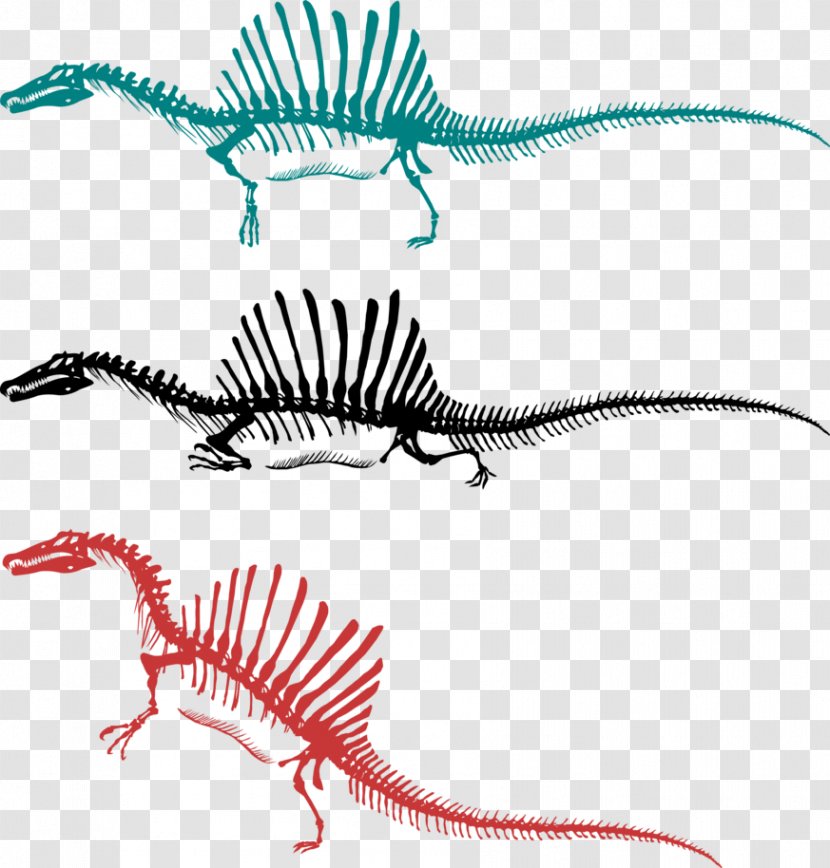 Spinosaurus Tyrannosaurus Skeleton Bipedalism Dinosaur - Tree Transparent PNG