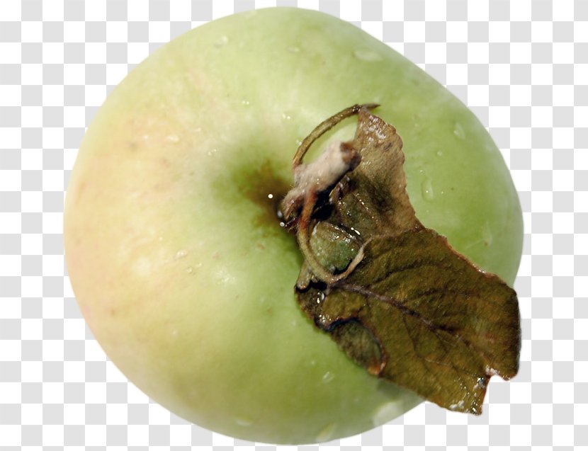 Apple Fruit - Kiwifruit - Green Transparent PNG