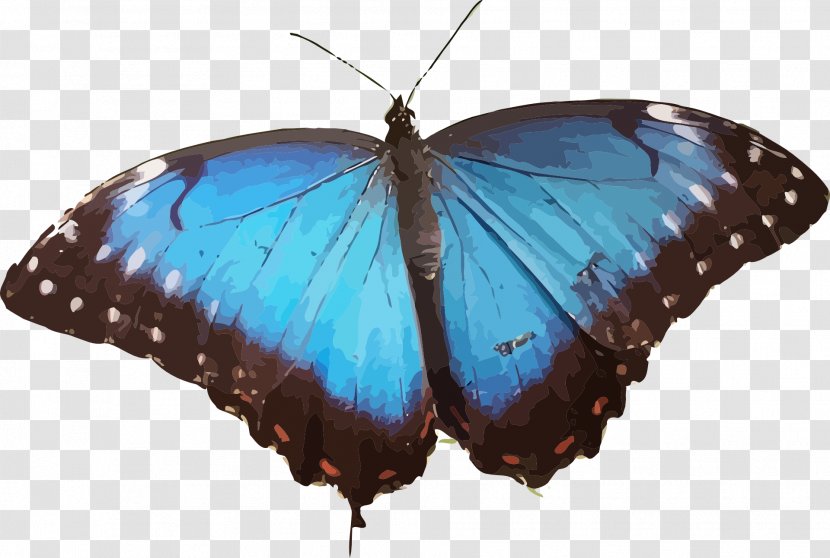 Butterfly Morpho Peleides Menelaus Helenor Wing - Invertebrate - Wings Transparent PNG