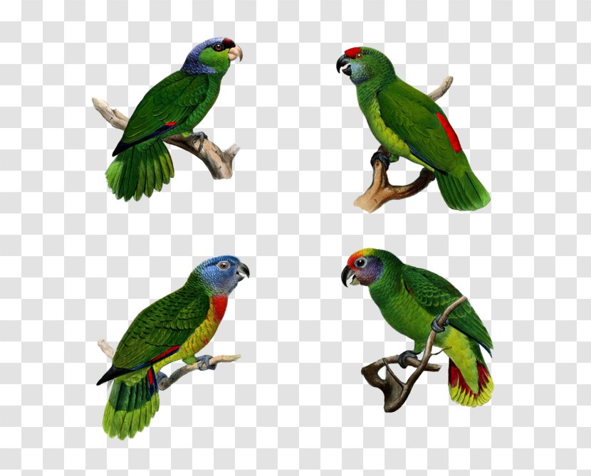 Parrot Bird Parakeet Macaw Pet - Perico Transparent PNG