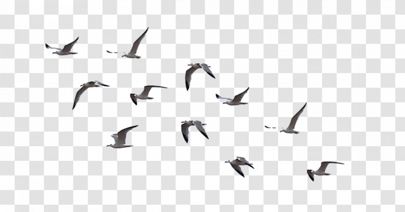 Bird Flock Drawing Clip Art Transparent Png,Types Of Hamsters