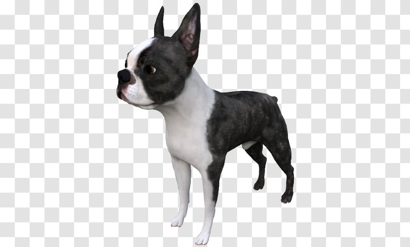 Boston Terrier Dog Breed Autodesk 3ds Max TurboSquid STL Transparent PNG