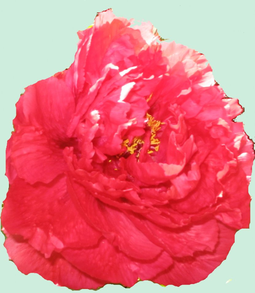 Centifolia Roses Garden Carnation Cut Flowers Peony Transparent PNG