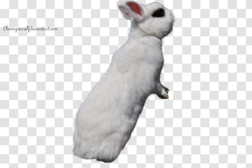 Domestic Rabbit White Easter Bunny - Rabits And Hares Transparent PNG