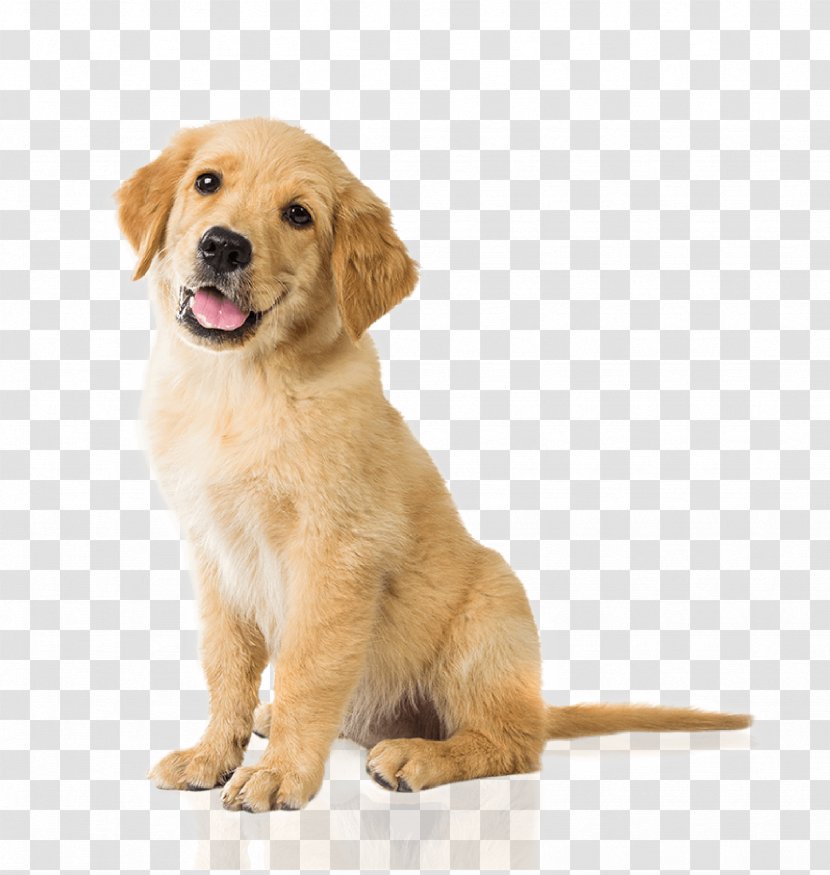 Labrador Retriever Golden Puppy Basset Hound Pet Sitting - Dog Breed Transparent PNG
